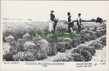 Load image into Gallery viewer, London Postcard - Old Surrey, Picking Mitcham Lavender c1908 - SW13588