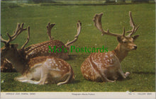 Load image into Gallery viewer, Animals Postcard - Fallow Deer, Zoo Animals DC2455