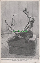 Load image into Gallery viewer, Hampshire Postcard - Heads of Two Fallow Deer, The New Forest SW11226