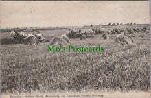 Load image into Gallery viewer, Canada Postcard - Reaping, Indian Head, Assiniboia SW11256