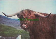 Load image into Gallery viewer, Animals Postcard - A Scottish Highland Cow SW11965
