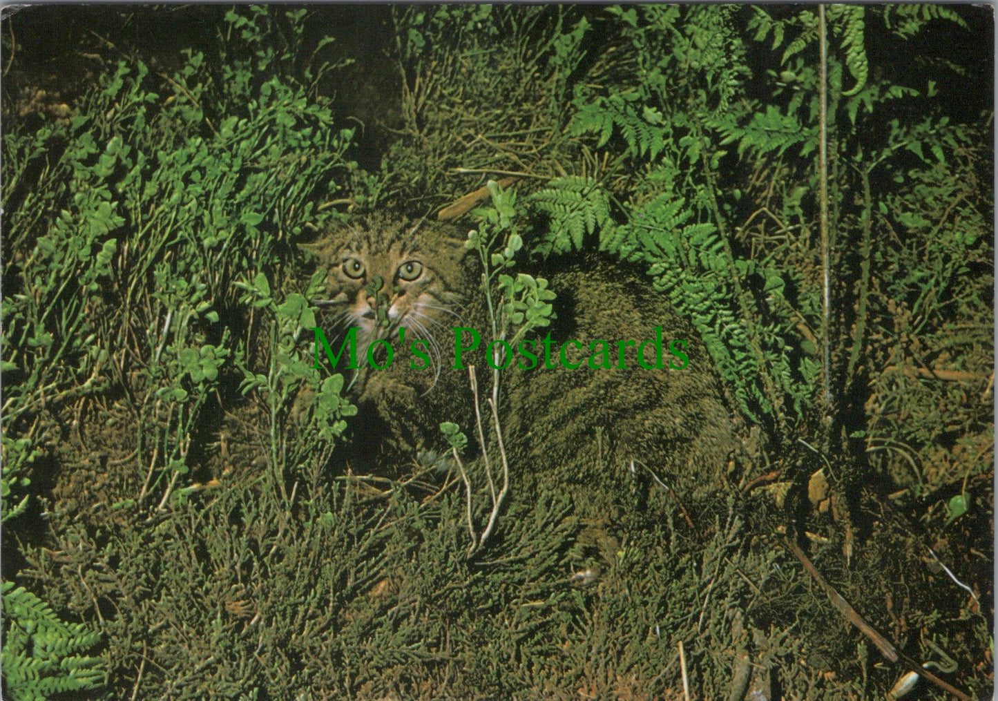 Animals Postcard - Wildcat in The Heather SW11970