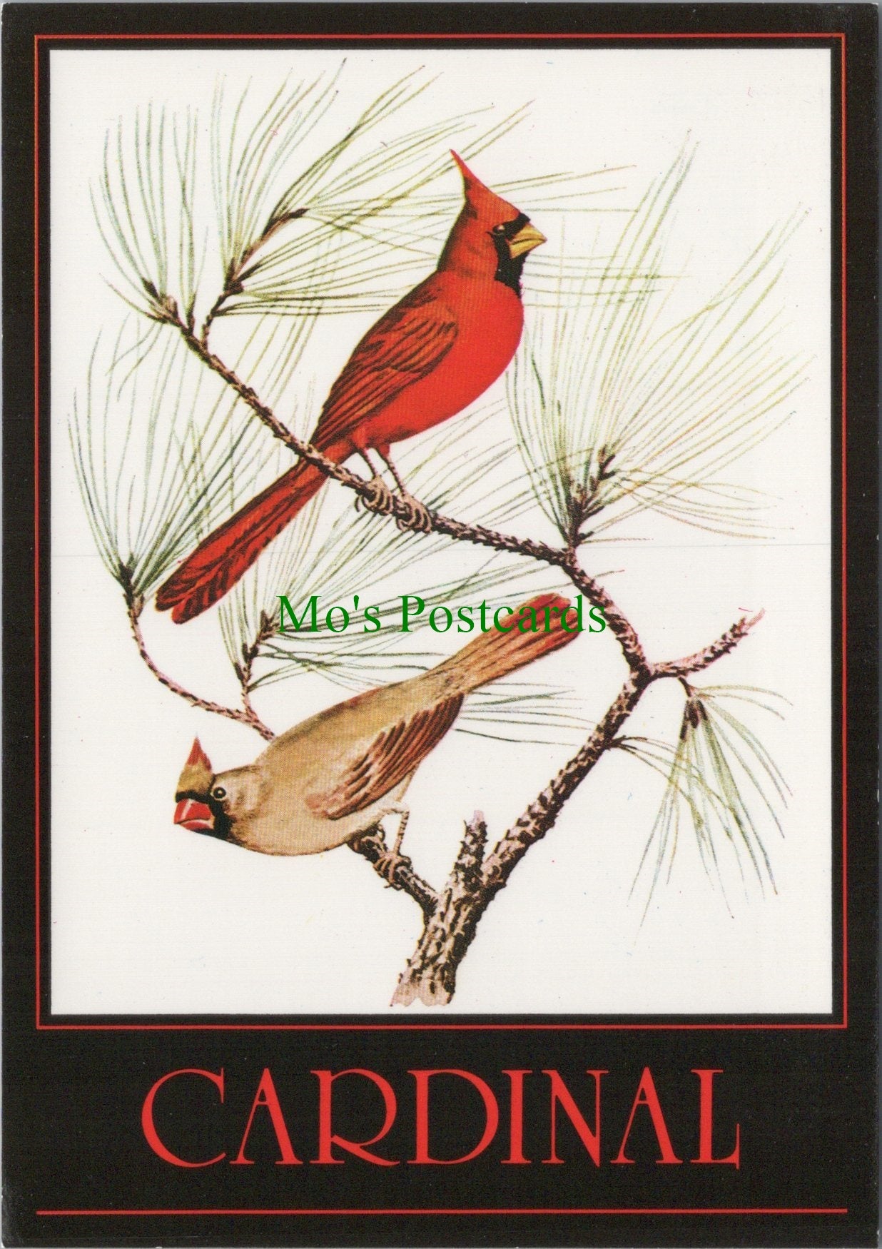 Animals Postcard - The Cardinal Birds SW11974