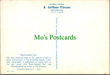 Load image into Gallery viewer, Animals Postcard - Birds - Black-Headed Gull SW12264