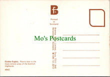 Load image into Gallery viewer, Animals Postcard - Birds - Golden Eaglets, Scottish Highlands SW12272