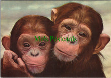 Load image into Gallery viewer, Animals Postcard - Young Chimpanzees SW12302