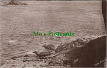 Load image into Gallery viewer, Animals Postcard - Grey Seals Hurrying To Sea SW13301