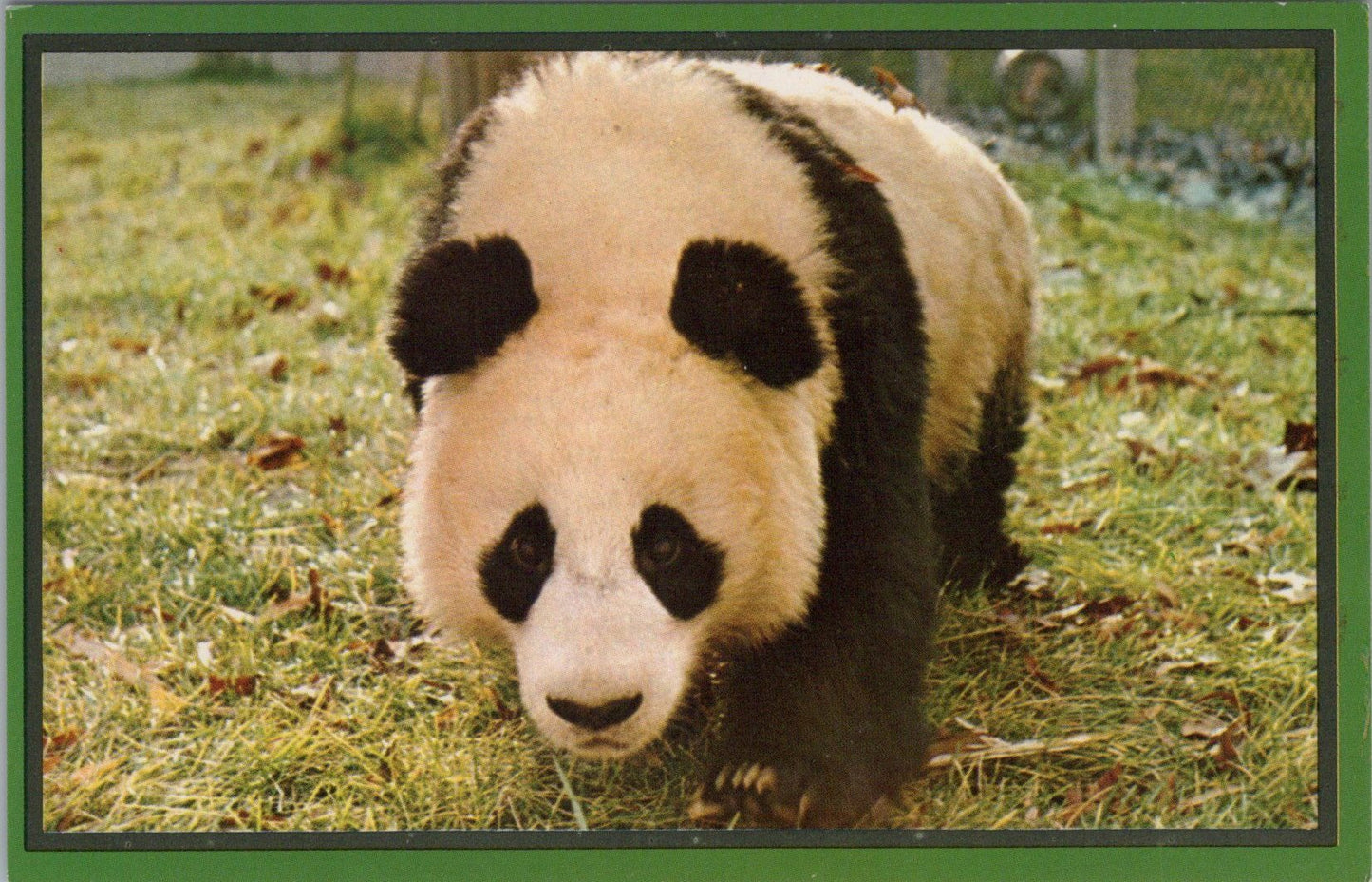 Animals Postcard - Panda Bear, Washington Zoo SW16097