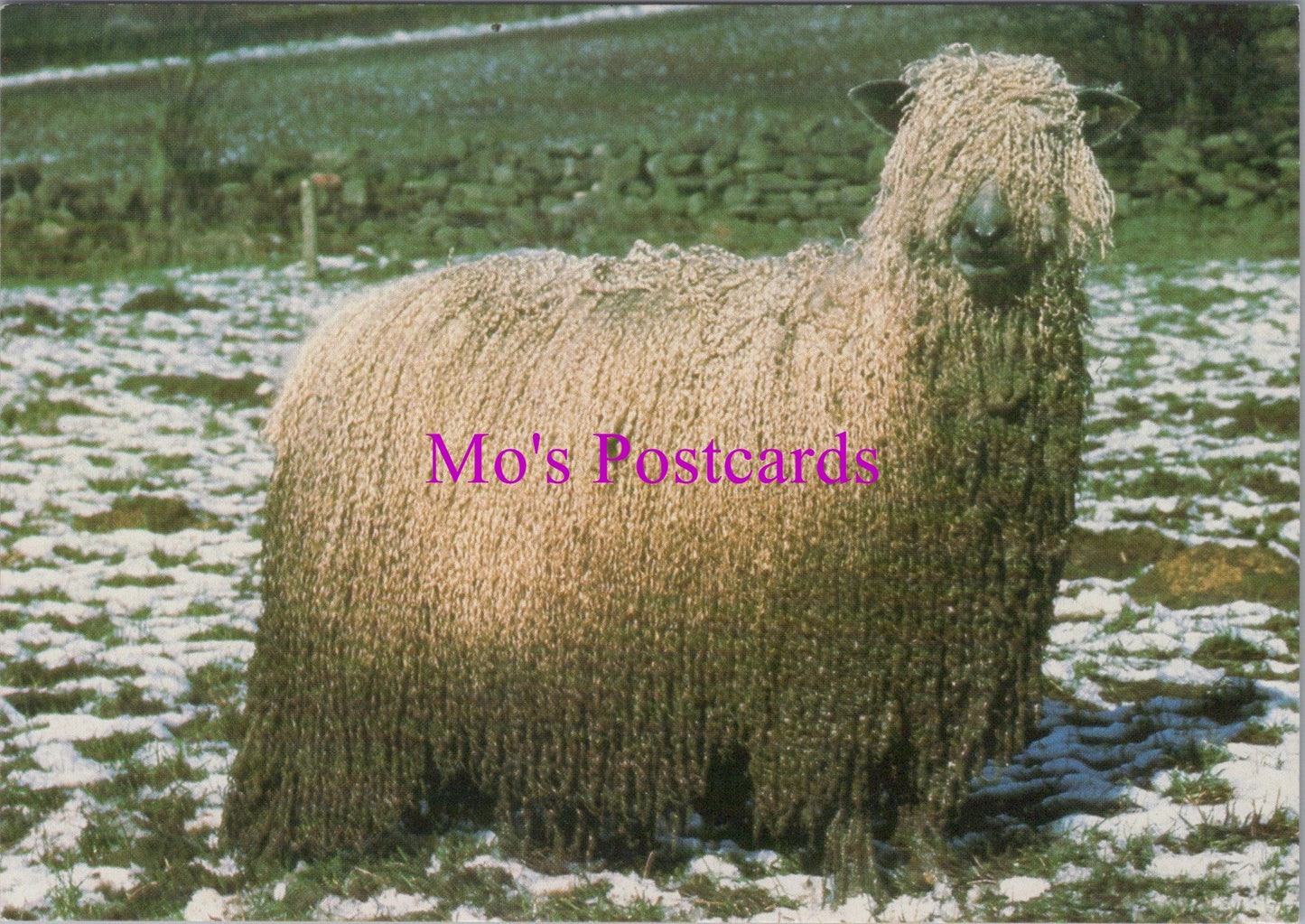 Animals Postcard - British Sheep Breeds, Wensleydale SW15211