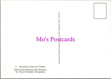 Load image into Gallery viewer, Animals Postcard - Shropshire Ewe and Triplets SW15212