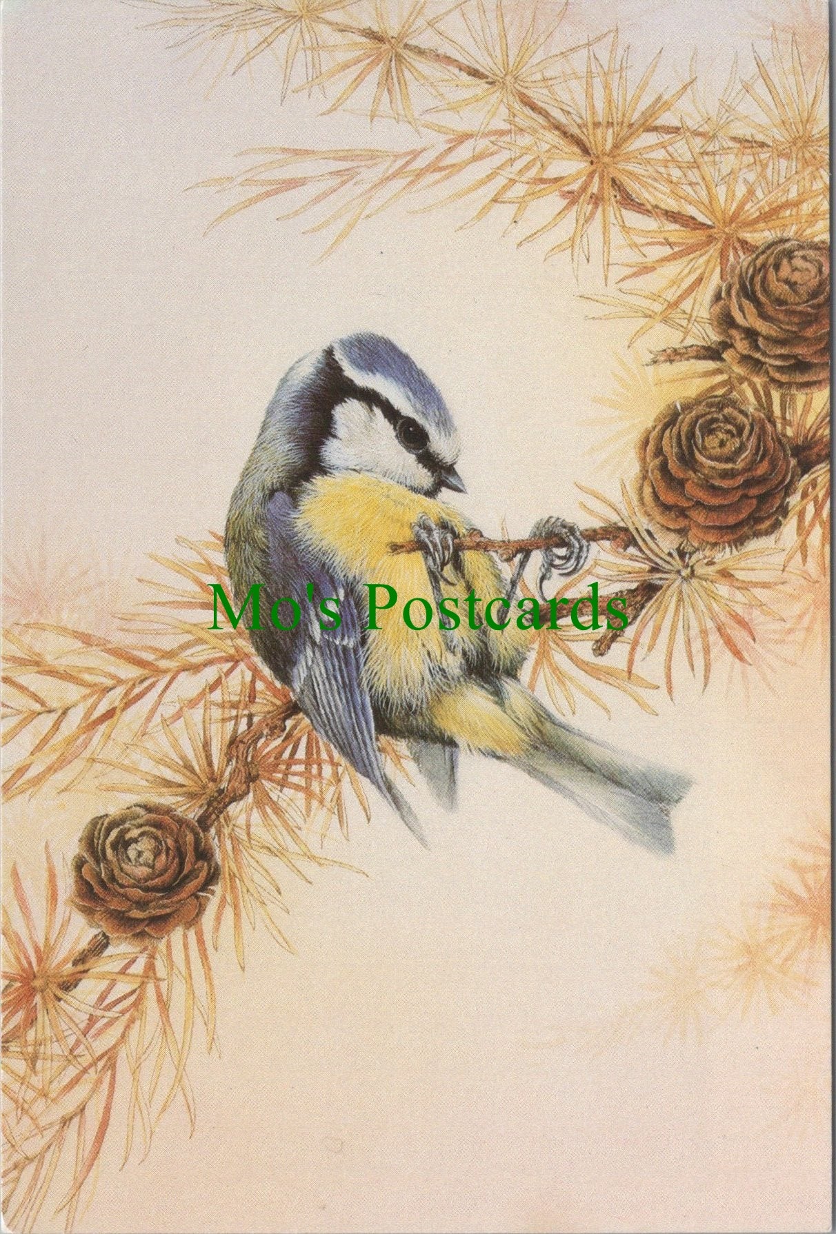 Bird Art Postcard - Blue Tit, Artist Tony Green SW13633