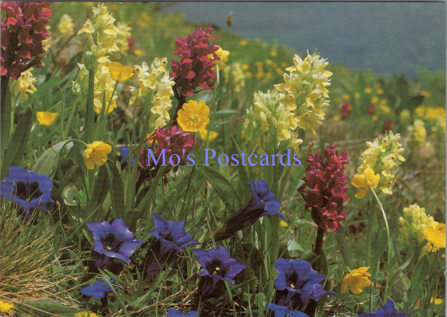 Nature Postcard - Flowers of The Alps SW14083