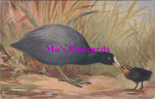 Load image into Gallery viewer, Animals Postcard - Birds, Coot, Fulica Atra SW14727