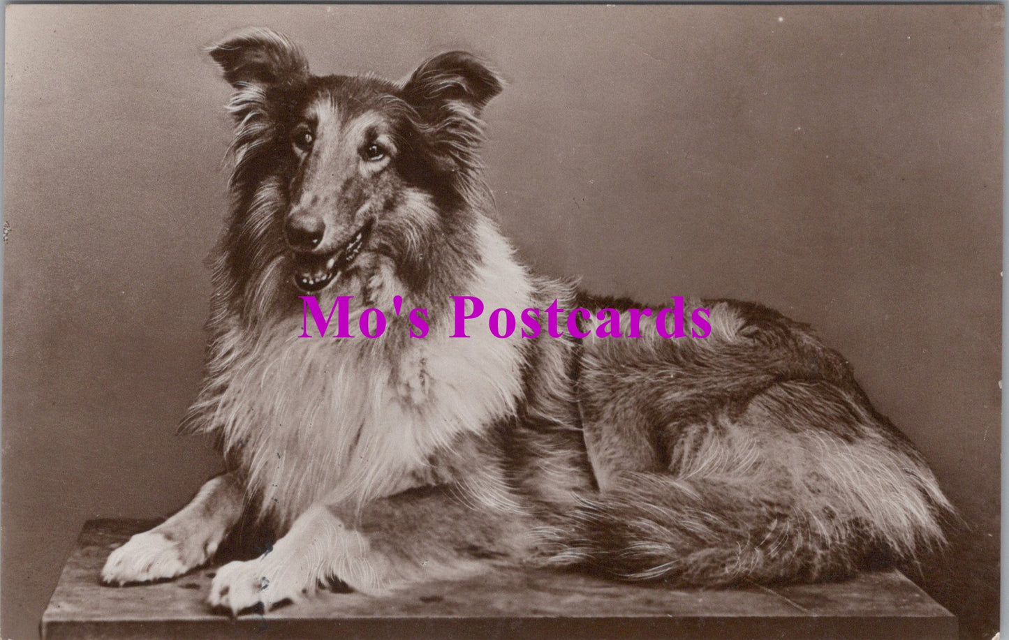 Animals Postcard - Dogs, Rough Collie Dog SW14735