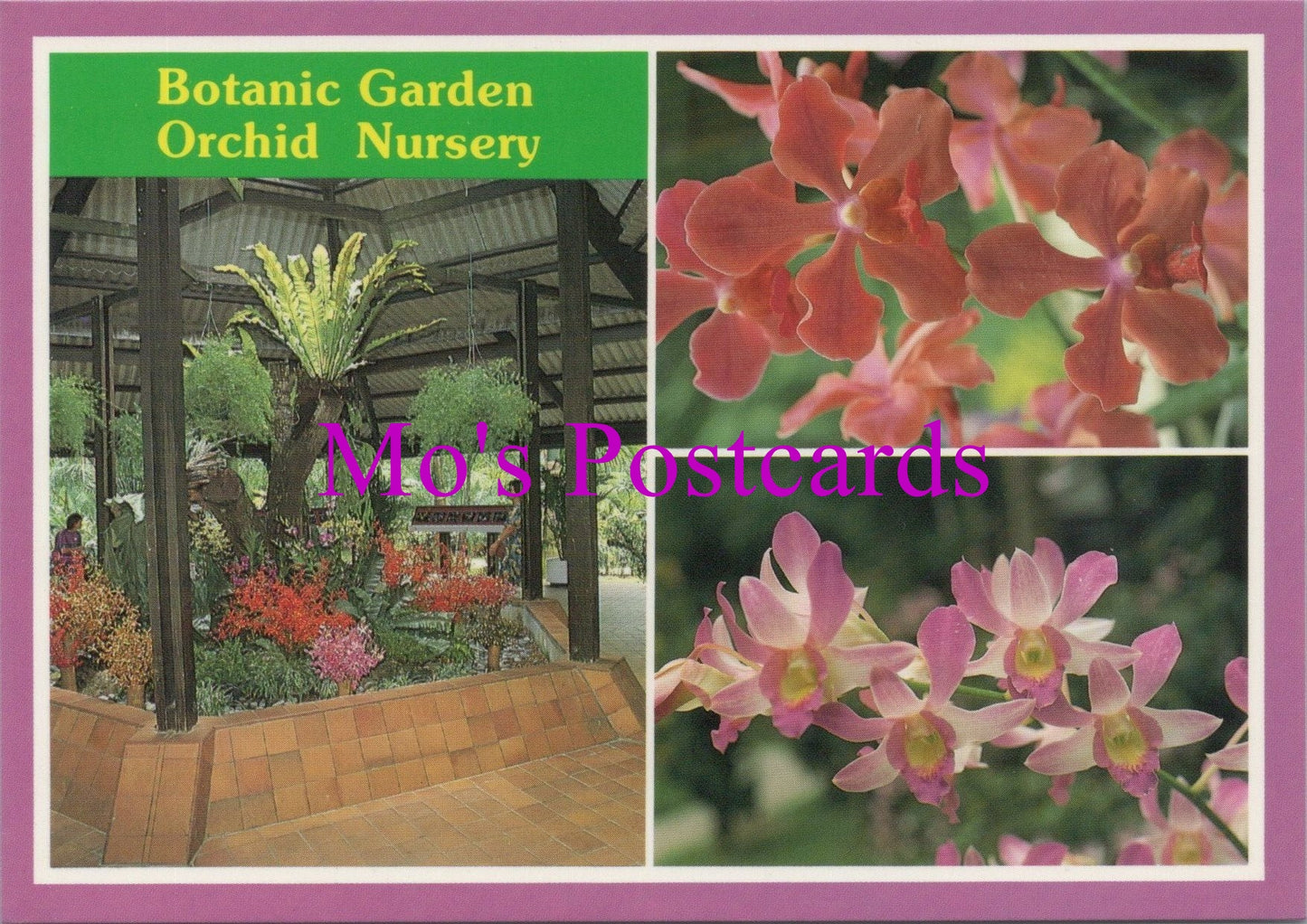 Flowers Postcard - Botanic Garden Orchid Nursery SW15441