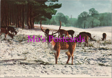 Load image into Gallery viewer, Animals Postcard - Fallow Deer, Phoenix Park, Dublin SW15443