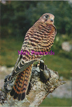 Load image into Gallery viewer, Animals Postcard - Birds, Kestrel (Falco Timnunculus) SW15479