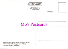 Load image into Gallery viewer, Flowers Postcard - Mesembreanthemum, St Mary's, Isle of Scilly SW14320