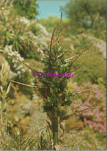 Load image into Gallery viewer, Flowers Postcard - Puya Alpestris in Tresco Gardens, Isles of Scilly SW14321