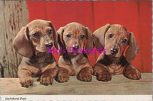 Load image into Gallery viewer, Animals Postcard - Three Dachshund Pups SW14324