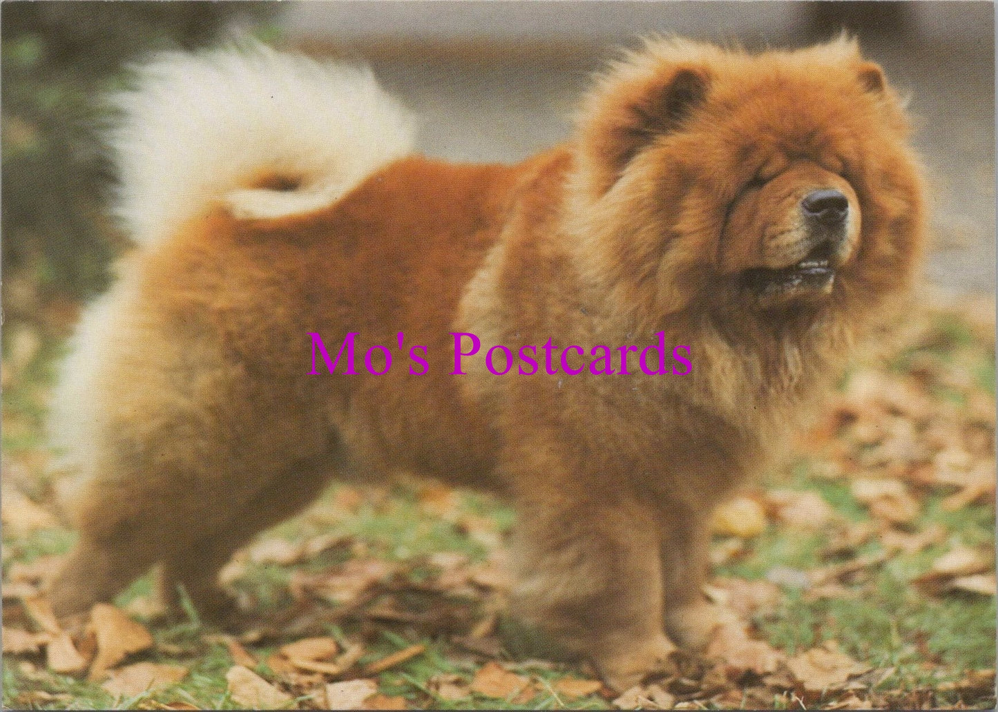 Animals Postcard - Dogs, A Chow-Chow Dog SW14333