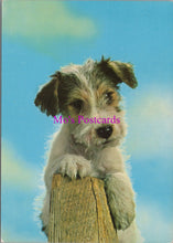 Load image into Gallery viewer, Animals Postcard - Dogs, Cute Terrier Dog SW14335