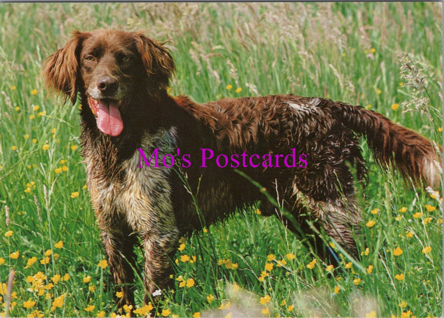 Animals Postcard - Cute Dog Stood in a Field of Flowers SW14349