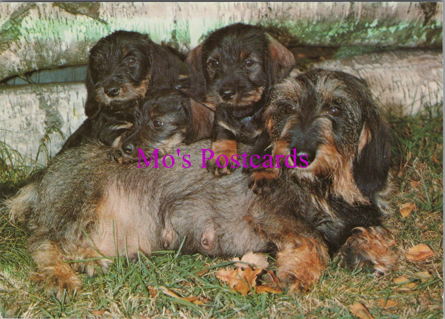 Animals Postcard - Cute Dog With Her Puppies SW14350