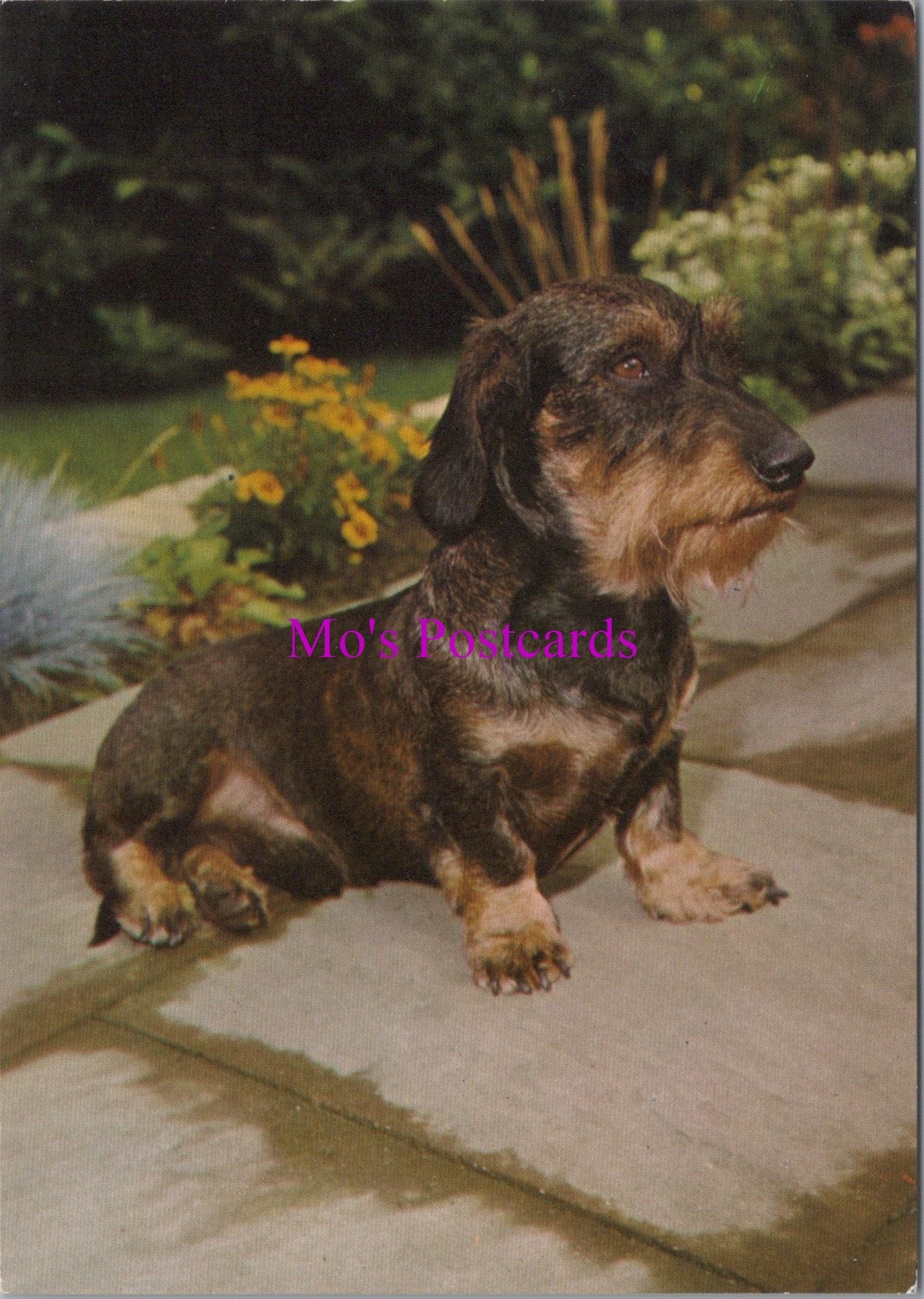 Animals Postcard - Cute Dog on The Patio SW14351