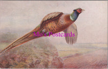 Load image into Gallery viewer, Animals Postcard - British Game Birds, Artists Pheasant DZ117