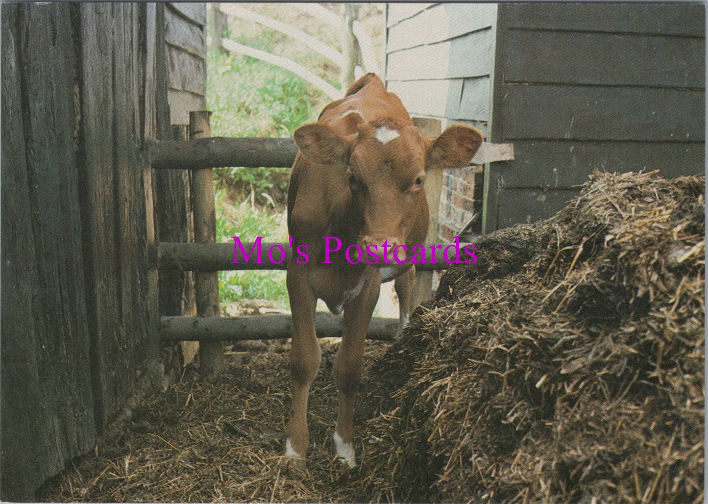 Animals Postcard - Hampshire Farm Museum Calf SW15528