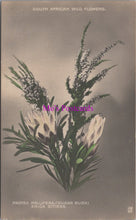 Load image into Gallery viewer, Nature Postcard - South African Wild Flowers SW14662