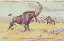 Load image into Gallery viewer, Animals Postcard - Sable Antelope, South Africa DZ219