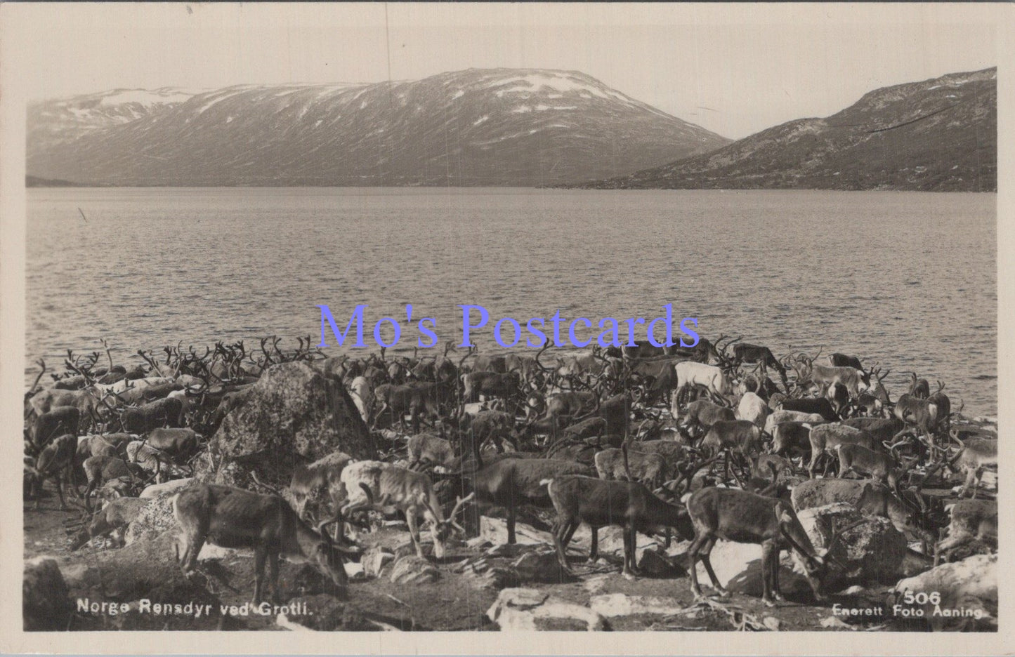 Norway Postcard - Reindeer at Grotli - Rensdyr Ved Grotli DC1878