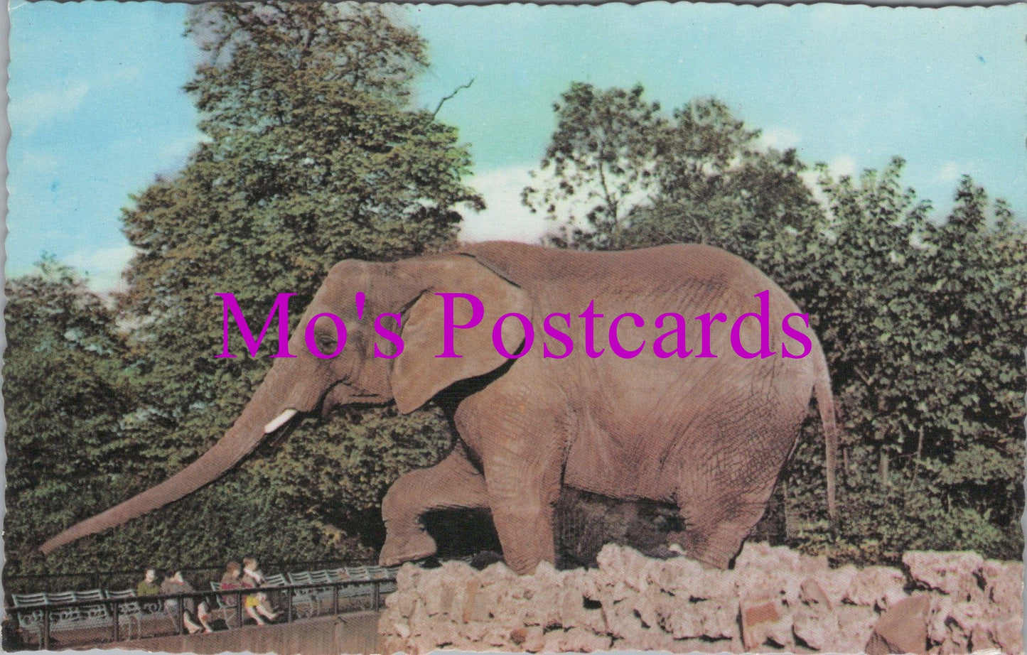 Animals Postcard - African Elephant, London Zoo DZ36