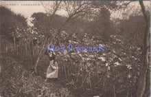 Load image into Gallery viewer, Jersey Postcard - Jersey Cabbages DC1677