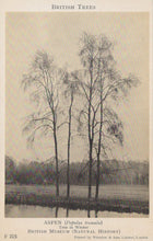 Load image into Gallery viewer, Illustration of three bare trees by a body of water with text about British trees.