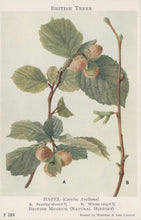 Load image into Gallery viewer, Illustration of a hazel branch with fruits and leaves, labeled 'British Trees' from the British Museum.