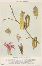 Load image into Gallery viewer, Illustration of hazel tree parts including flowers and catkins, labeled with British Museum reference.
