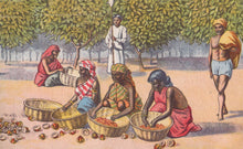 Load image into Gallery viewer, Illustration of people gathering and sorting fruits under trees