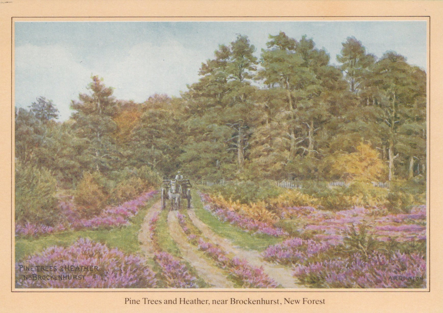 Hampshire Postcard - Pines Trees and Heather, Near Brockenhurst SW18999