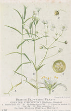 Load image into Gallery viewer, Illustration of Greater Stitchwort plant with labeled parts on a white background