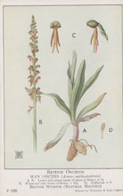 Load image into Gallery viewer, Illustration of a man orchis plant with labeled parts from British Museum.