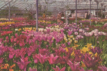 Load image into Gallery viewer, Lincolnshire Postcard - Greenhouse Display, Springfields, Spalding VT570
