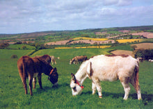 Load image into Gallery viewer, Animals Postcard - The Donkey Sanctuary, Sidmouth, Devon SW18095