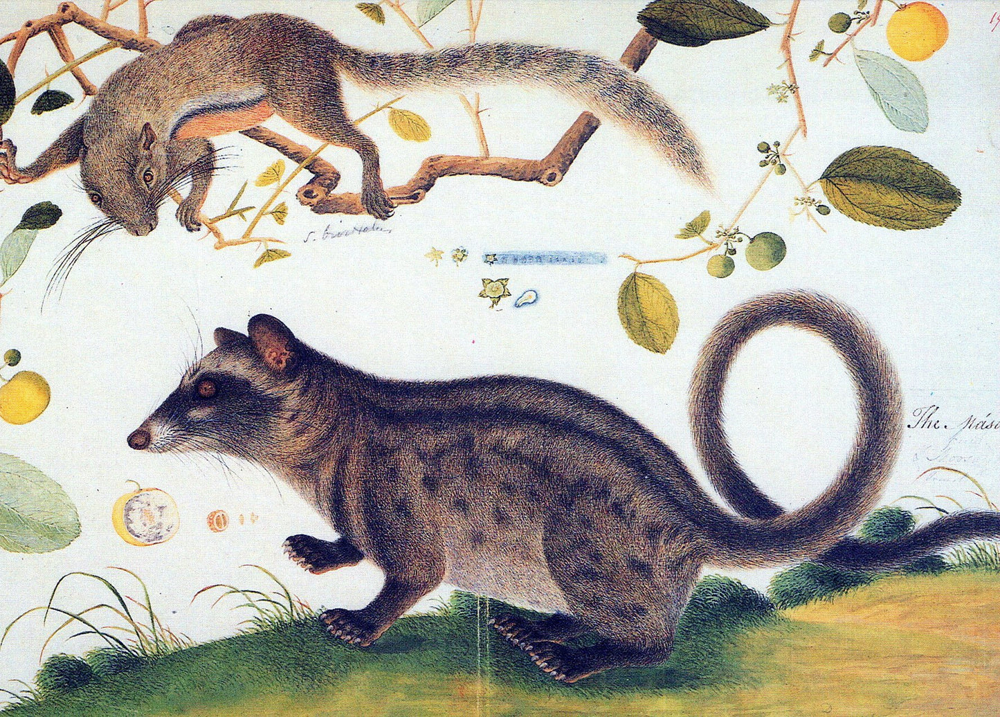 Animal Art Postcard - The Masang and Plants SW18115
