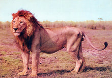 Load image into Gallery viewer, Animals Postcard - The Lion is Magnificently Regal SW18117