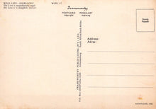 Load image into Gallery viewer, Animals Postcard - The Lion is Magnificently Regal SW18117