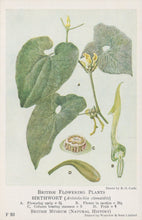 Load image into Gallery viewer, Illustration of birthwort plant with detailed botanical features on a white background
