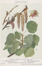 Load image into Gallery viewer, Illustration of an aspen tree branch with leaves, flowers, and catkins labeled A to D.